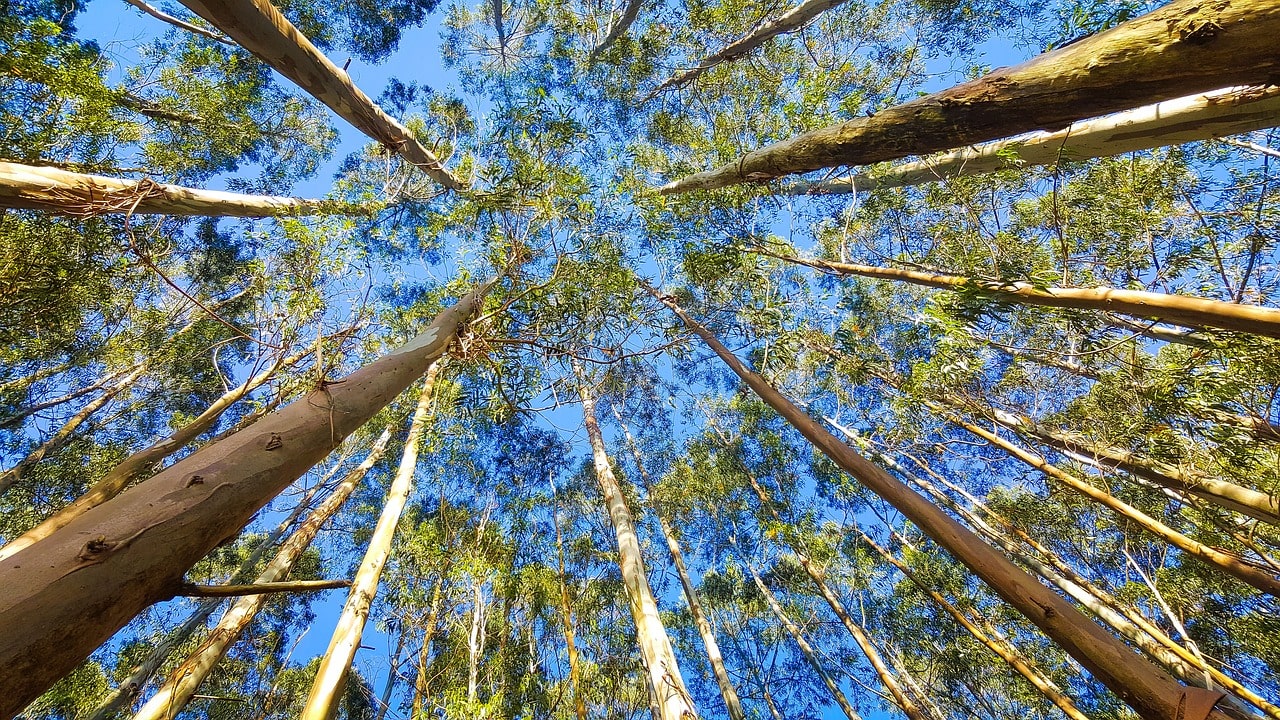Câmara do Deputados aprova regras menos rígidas para plantação de eucalipto