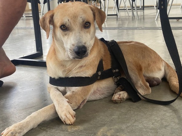 Cadastramento para castração gratuita de animais será reaberto em Juazeiro do Norte