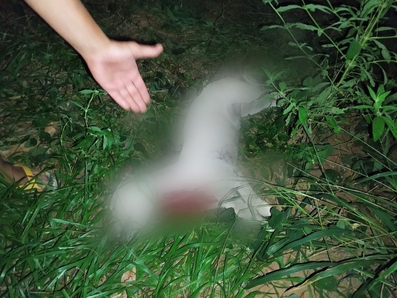 Homem é preso após decapitar decapitar cachorro e deixar outros cães desnutridos numa chácara em Juazeiro do Norte