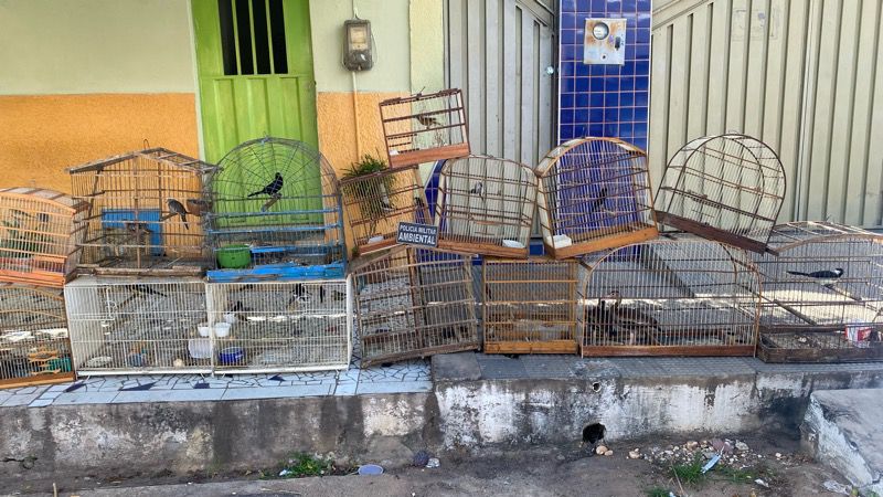 BPMA apreende aves silvestres em uma residência de Juazeiro do Norte