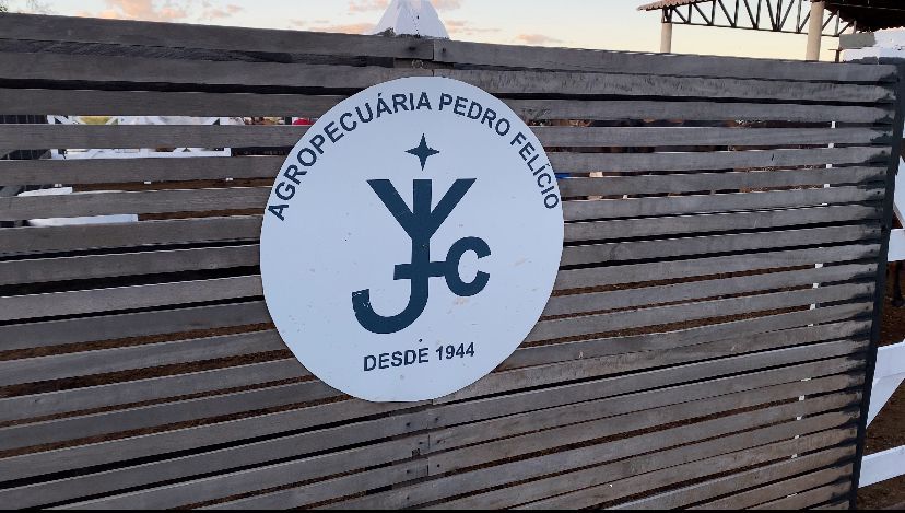 Conheça a atividade da Agropecuária Pedro Felício, referência na criação de boi zebu no Cariri e no Nordeste