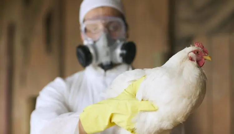 Adagri intensifica ações de combate à Influenza Aviária no Ceará