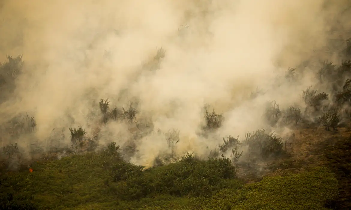 Brasil já perdeu 33% das áreas naturais de seu território