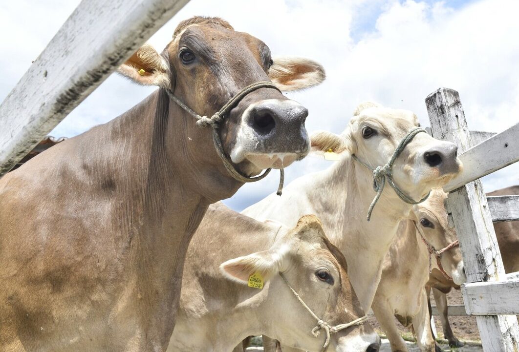 Expovaq passa a integrar Calendário Oficial de Eventos e Exposições Agropecuárias do Ceará
