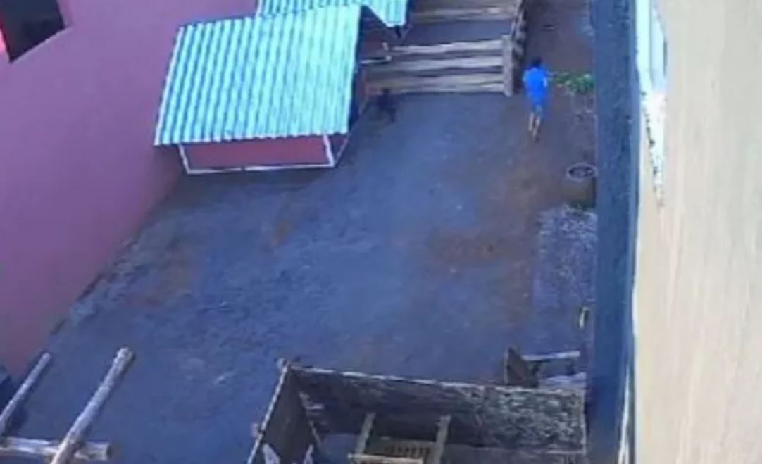 Criança de 9 anos invade clínica veterinária e esquarteja 23 animais no Paraná; Câmera de segurança flagrou ação