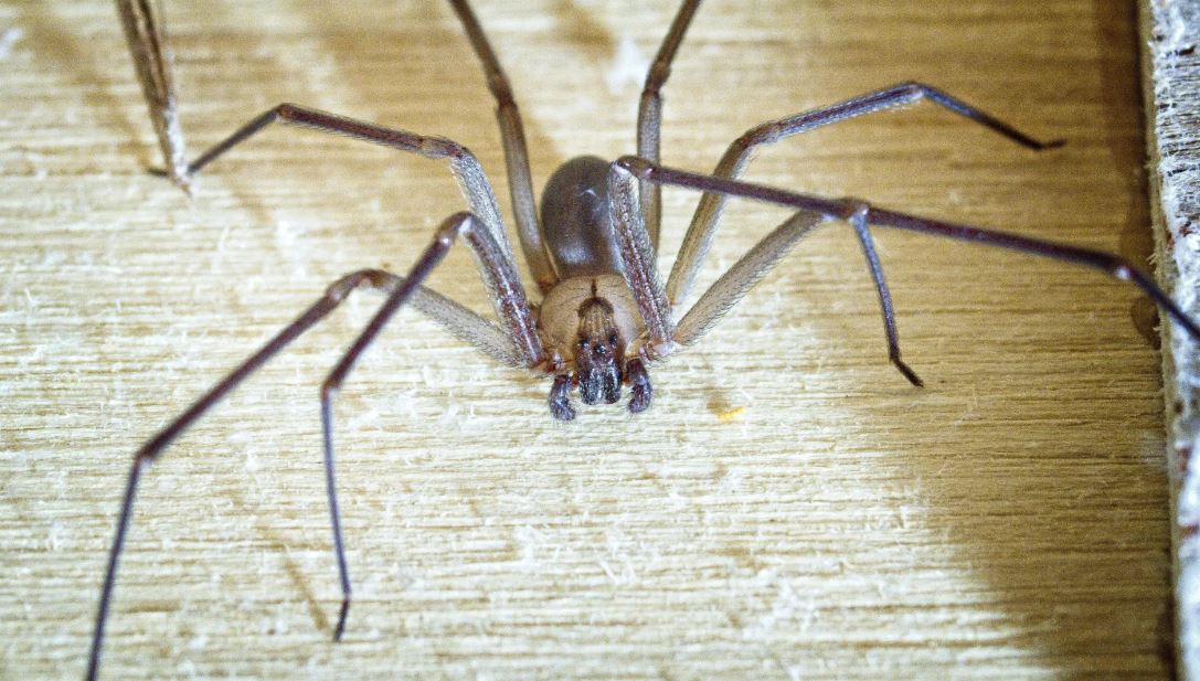 Picadas de aranhas são segunda maior causa de envenenamento no país
