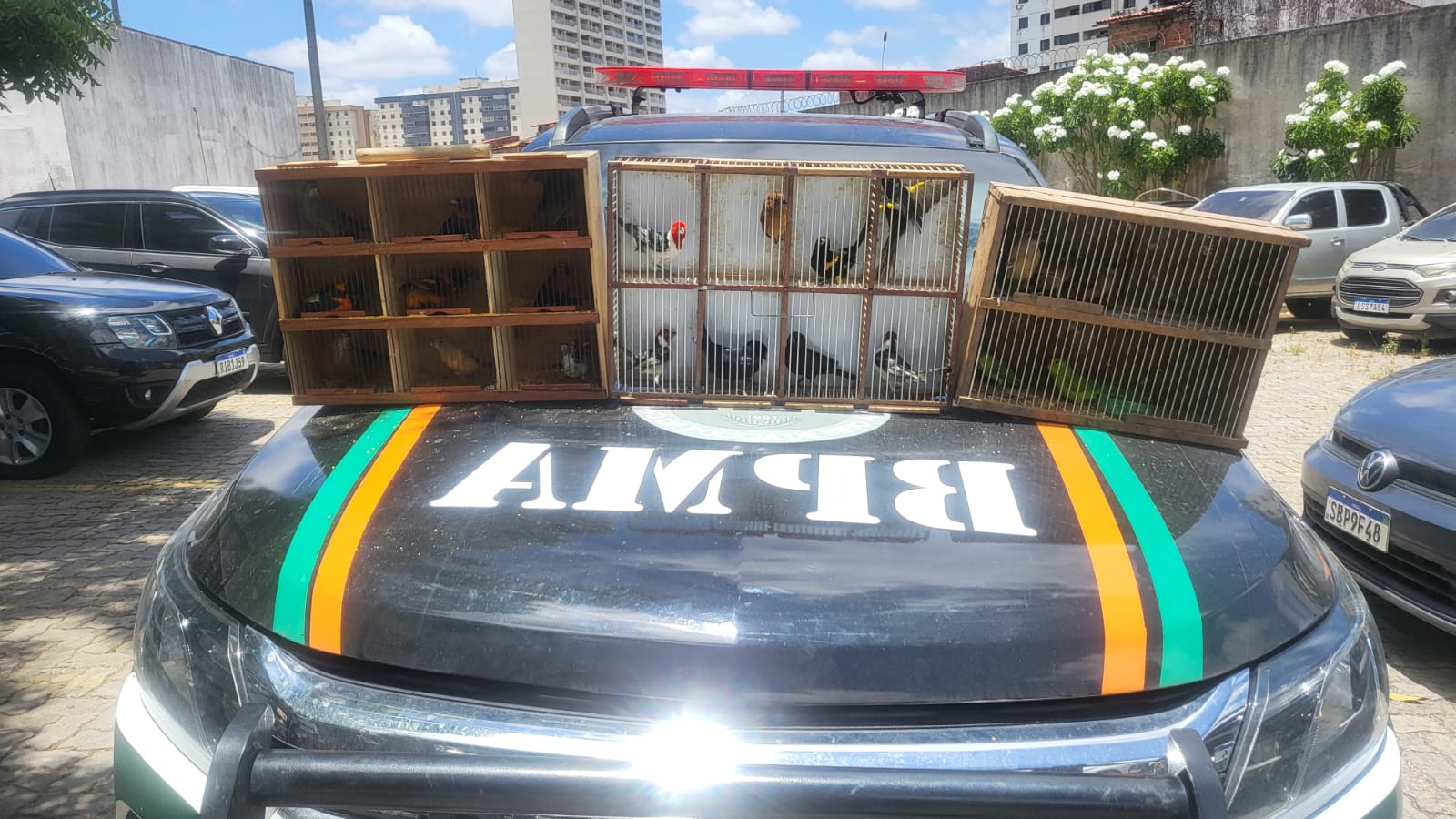 Polícia apreende 27 aves silvestres em feira livre na Capital