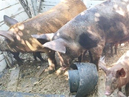 Porcos são resgatados de pocilga irregular em Juazeiro do Norte