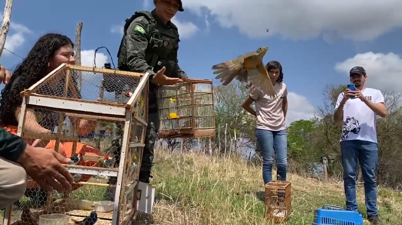 72 aves vítimas de tráfico, comércio e criação ilegal são libertadas em Santana do Cariri