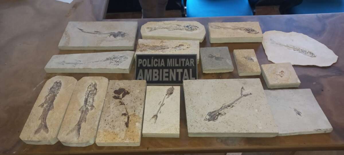 Polícia recolhe 15 fósseis durante fiscalizações em pedreiras de Nova Olinda e Santana do Cariri