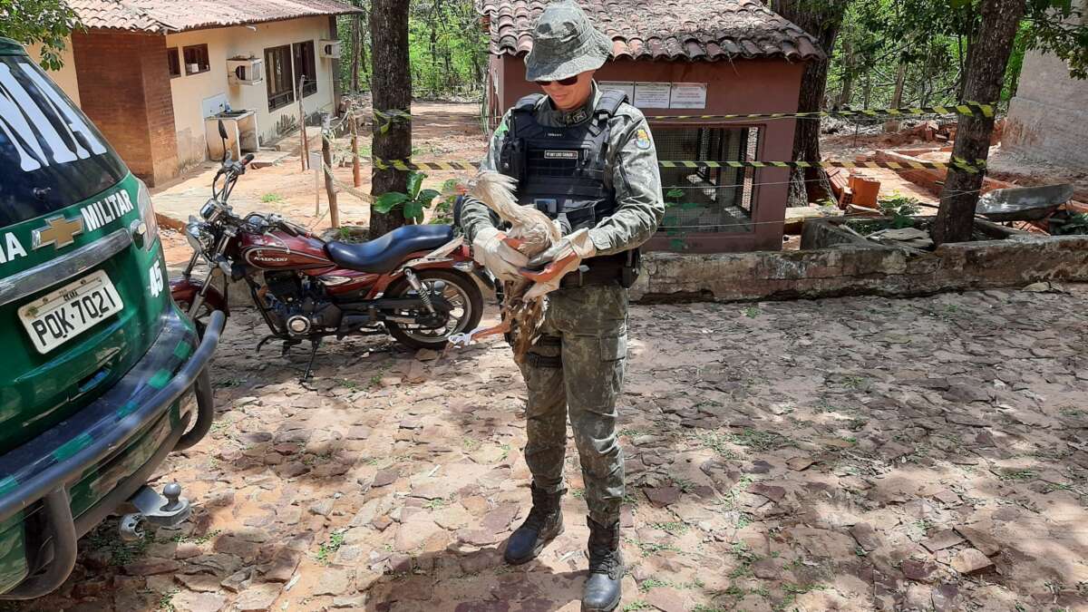 Polícia resgata seriema em Barbalha e encaminha para ONG no Crato