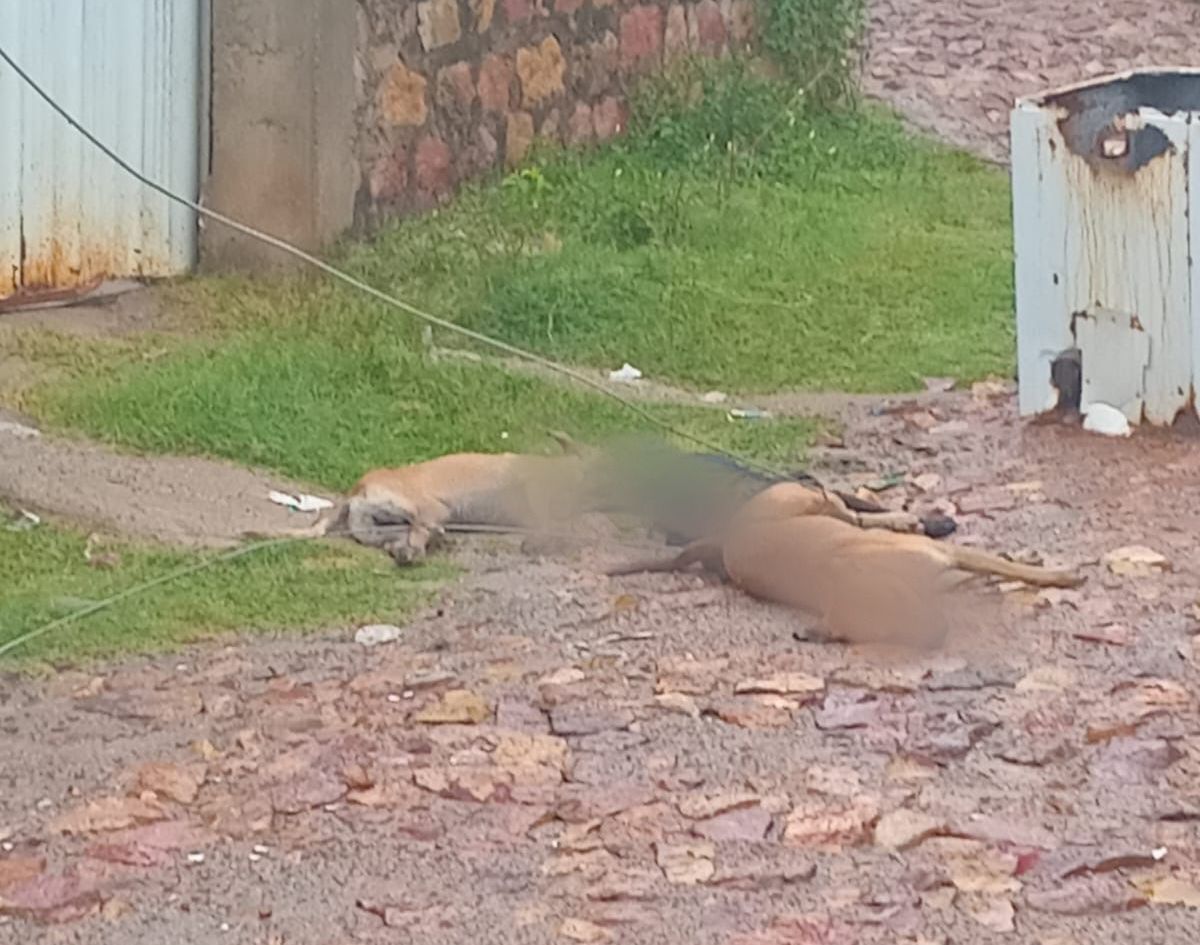 Três cães morrem eletrocutados após serem atingidos por fios de alta tensão, em Crato