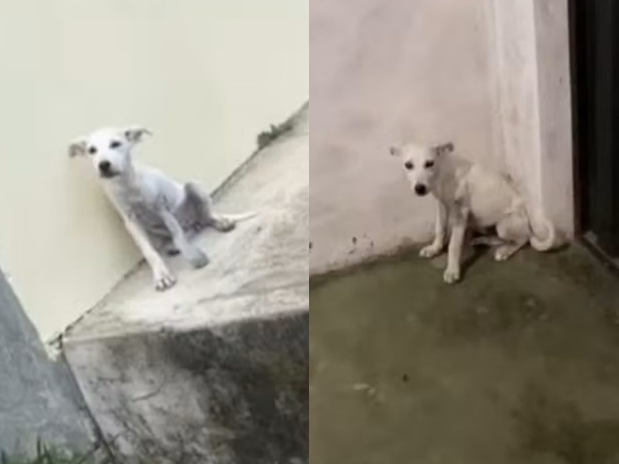Cachorro é assassinado e cadela fica ferida após levarem tiros de arma de pressão, em Mauriti