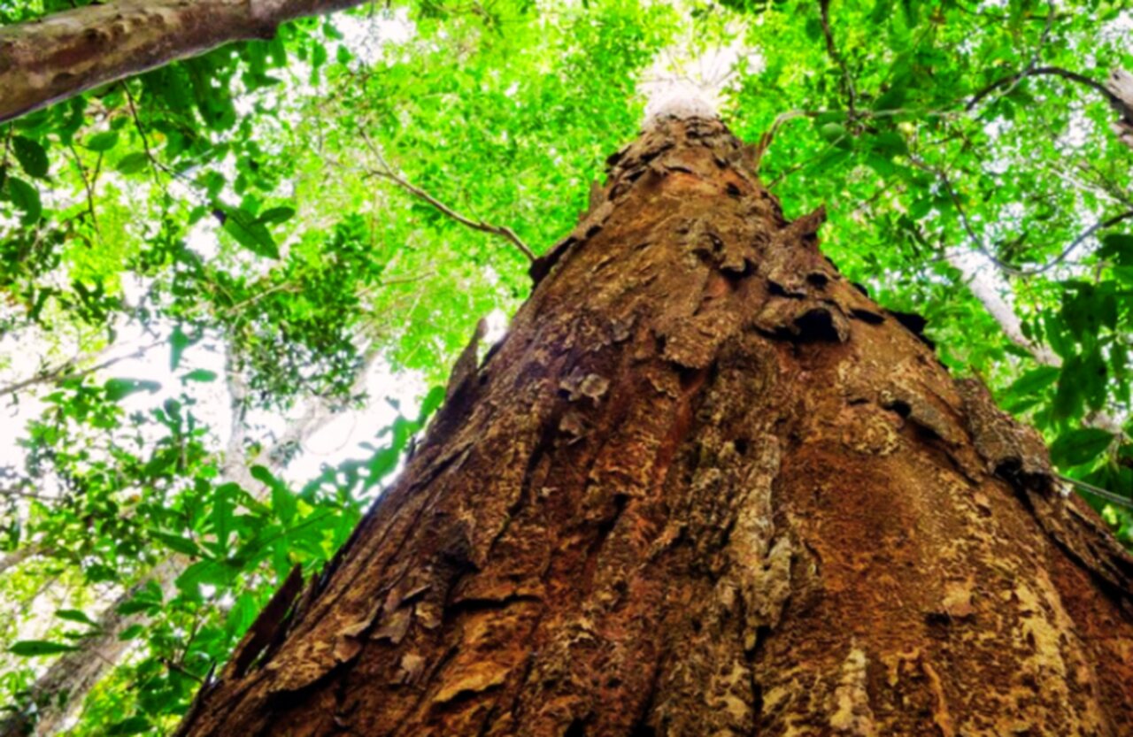 Comissão da Câmara dos Deputados aprova regras para exploração sustentável do pau-brasil