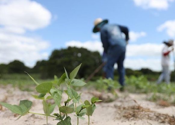 Juazeiro do Norte lança Plano Safra 2025/2026 com foco no pequeno e médio produtor