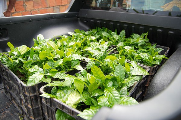 Crato inicia cultivo de cafés especiais com o plantio de 12 mil mudas