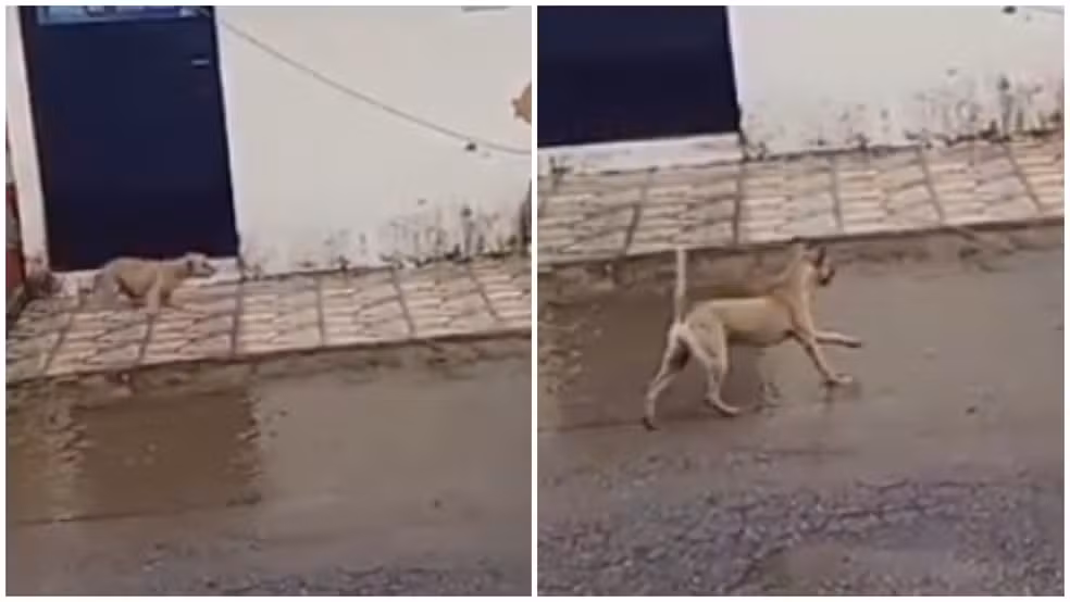 Cachorro morre eletrocutado e outro fica ferido após fio de alta tensão cair em rua durante chuvas