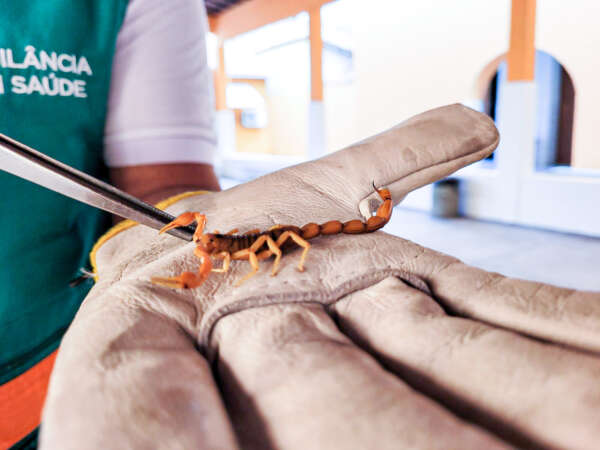 Acidentes com escorpiões podem aumentar com as chuvas; saiba como prevenir