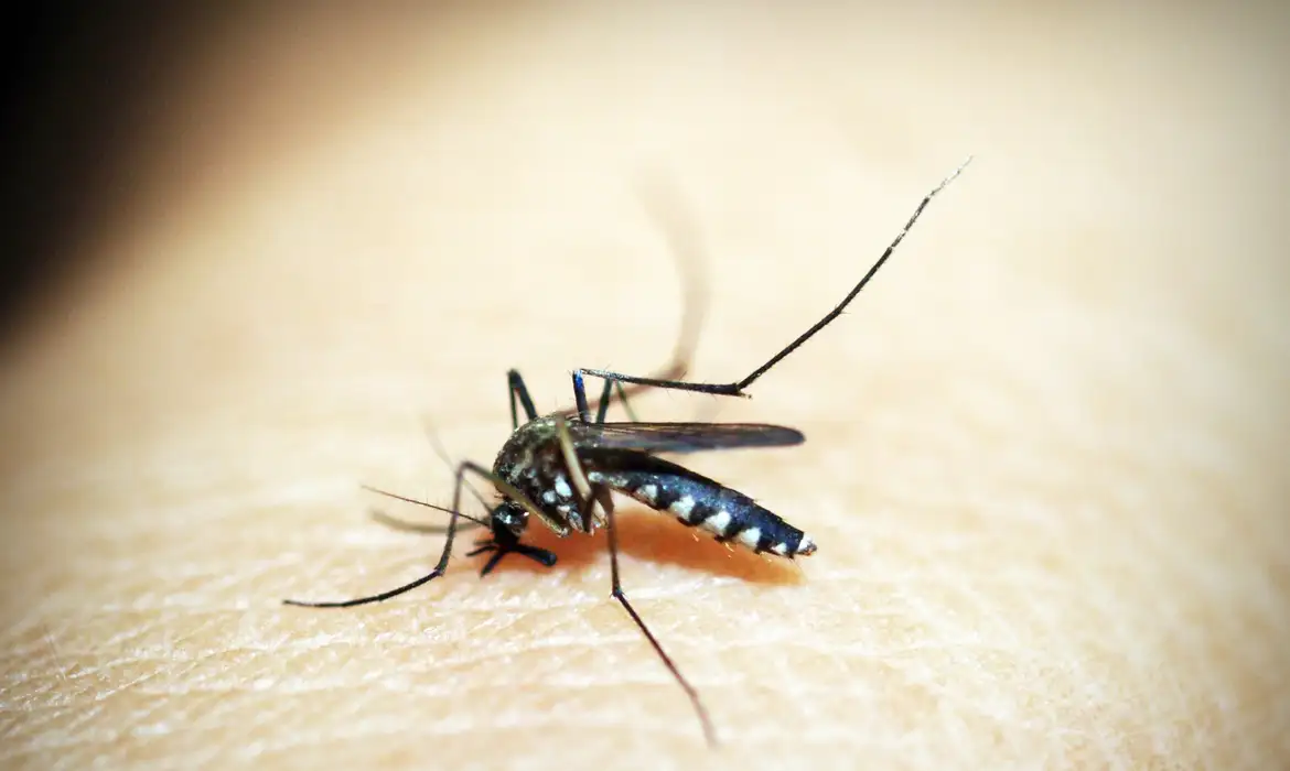 Anvisa aprova registro de vacina contra chikungunya desenvolvida pelo Instituto Butantan