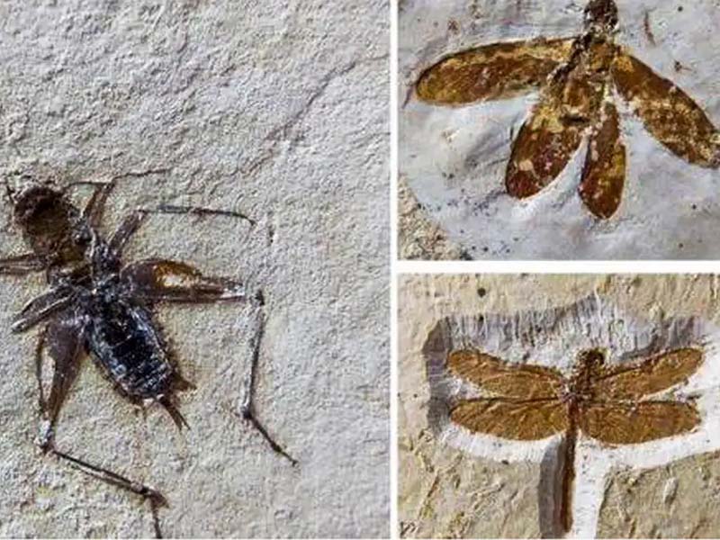 Brasil recupera 25 fósseis de insetos originários da Chapada do Araripe que seriam vendidos no exterior