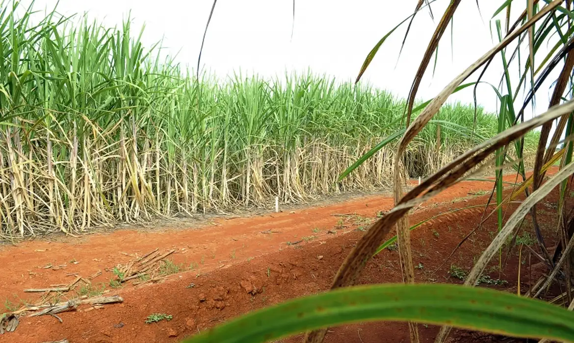 Conab estima produção de 663,4 milhões de toneladas de cana