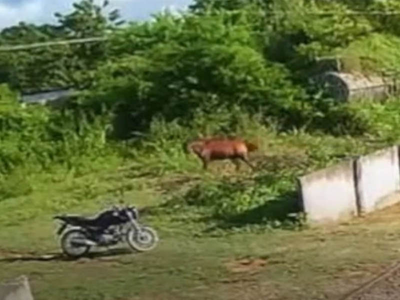 Idosa e Agropecuarista são atacados por abelhas ao tentarem salvar cavalo, que morreu após ser picado no Crato