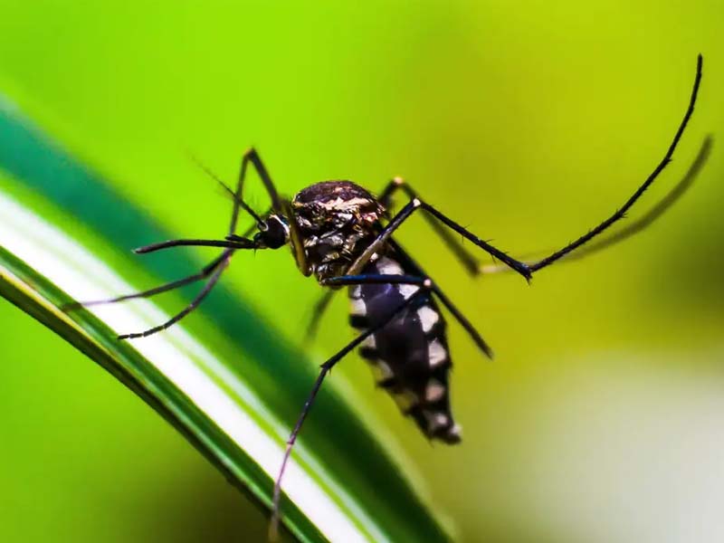 Ministério da Saúde quer incorporar vacina contra chikungunya ao SUS