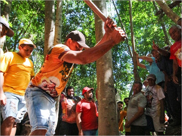 Festa de Santo Antônio em Barbalha: corte da árvore para a bandeira será na sexta-feira (16)
