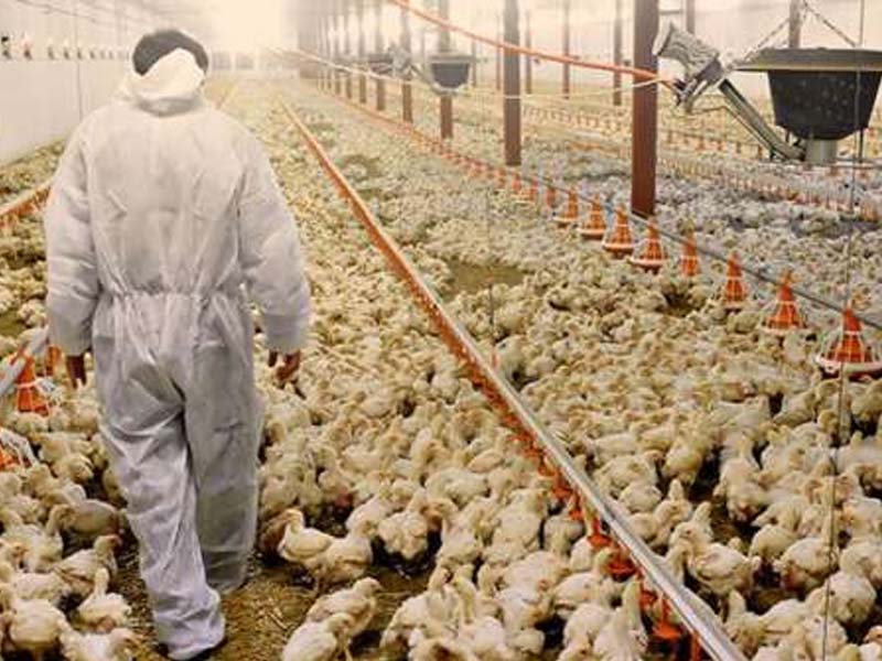 Ceará continua livre de Influenza Aviária