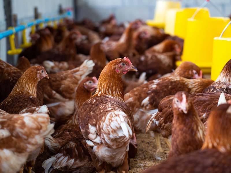 Gripe aviária: trabalhador de granja no RS é isolado por possível infecção