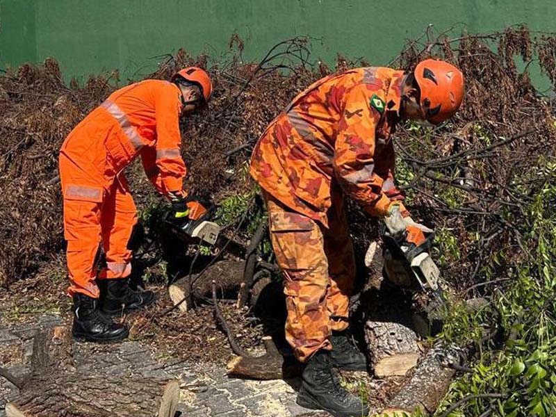 Corte de árvores: Mais de 600 atendimentos no primeiro quadrimestre de 2025