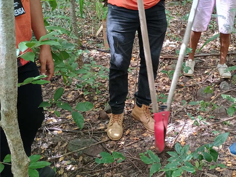 Ação de reflorestamento será realizada no local do corte do Pau da Bandeira de Santo Antônio