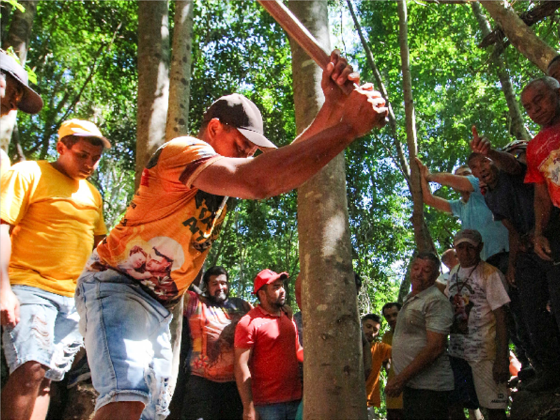 Festa de Santo Antônio: corte da árvore para a bandeira será sexta-feira (16)