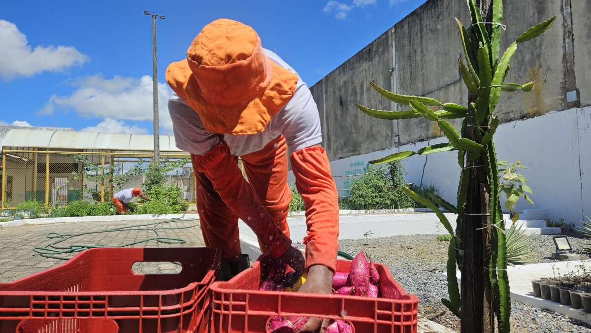 Unidade Prisional de Sobral doa alimentos cultivados por pessoas privadas de liberdade ao Ceará Sem Fome