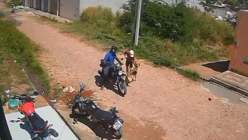 Cadela pastor-alemão é furtada por dois homens numa moto em Juazeiro do Norte