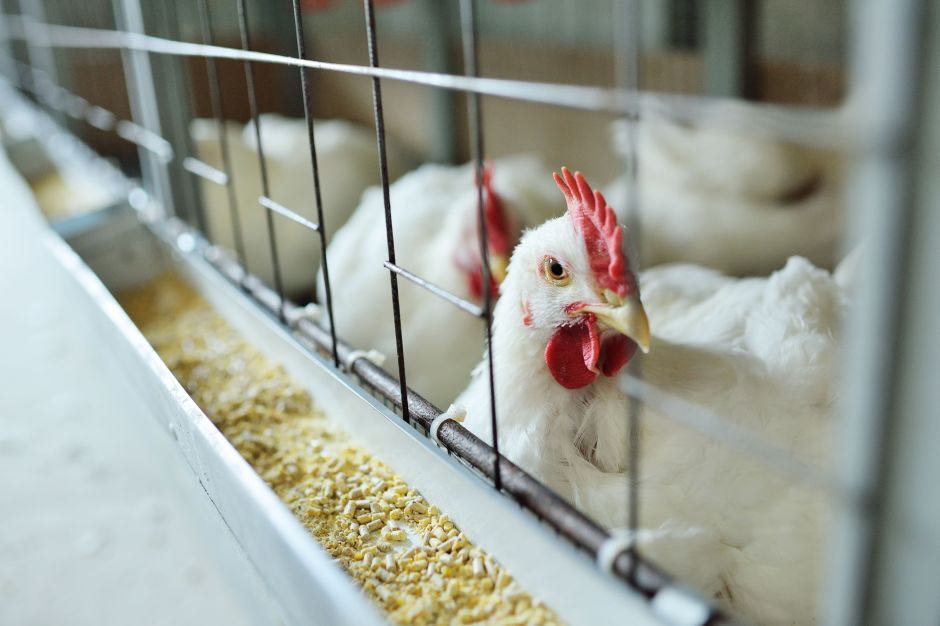 Prazo de 28 dias para Brasil ficar livre da gripe aviária já está contando