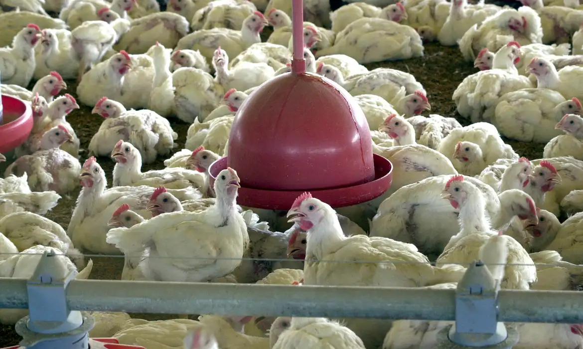 Ministério da Agricultura confirma caso de gripe aviária no Brasil