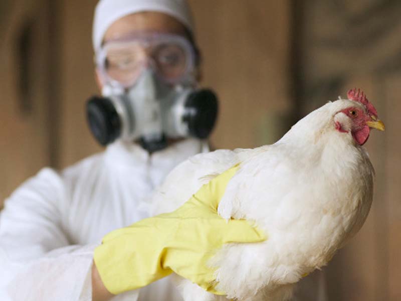 Governo confirma primeiro foco de gripe aviária em granja comercial