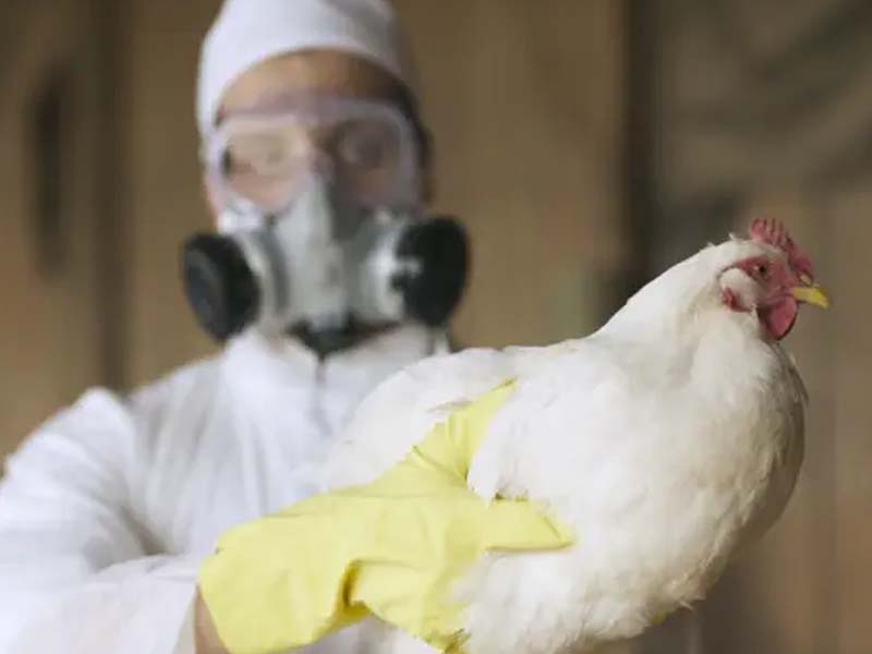 Gripe aviária: 16 países suspendem restrição à carne brasileira