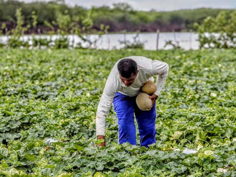 SDA do Ceará apresenta nota técnica para aprimorar o Garantia Safra