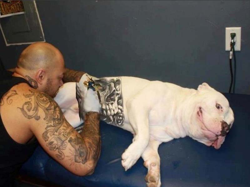 Governo sanciona lei que proíbe tatuagens e piercings em cães e gatos