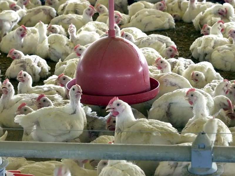 Brasil se declara país livre da gripe aviária