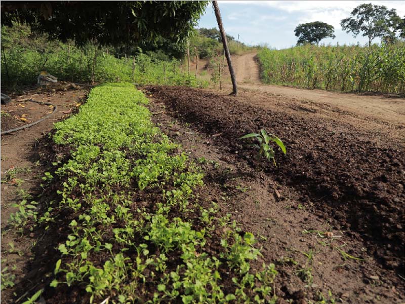 Juazeiro do Norte inicia Programa de Roço nas Estradas da Zona Rural, edição 2025