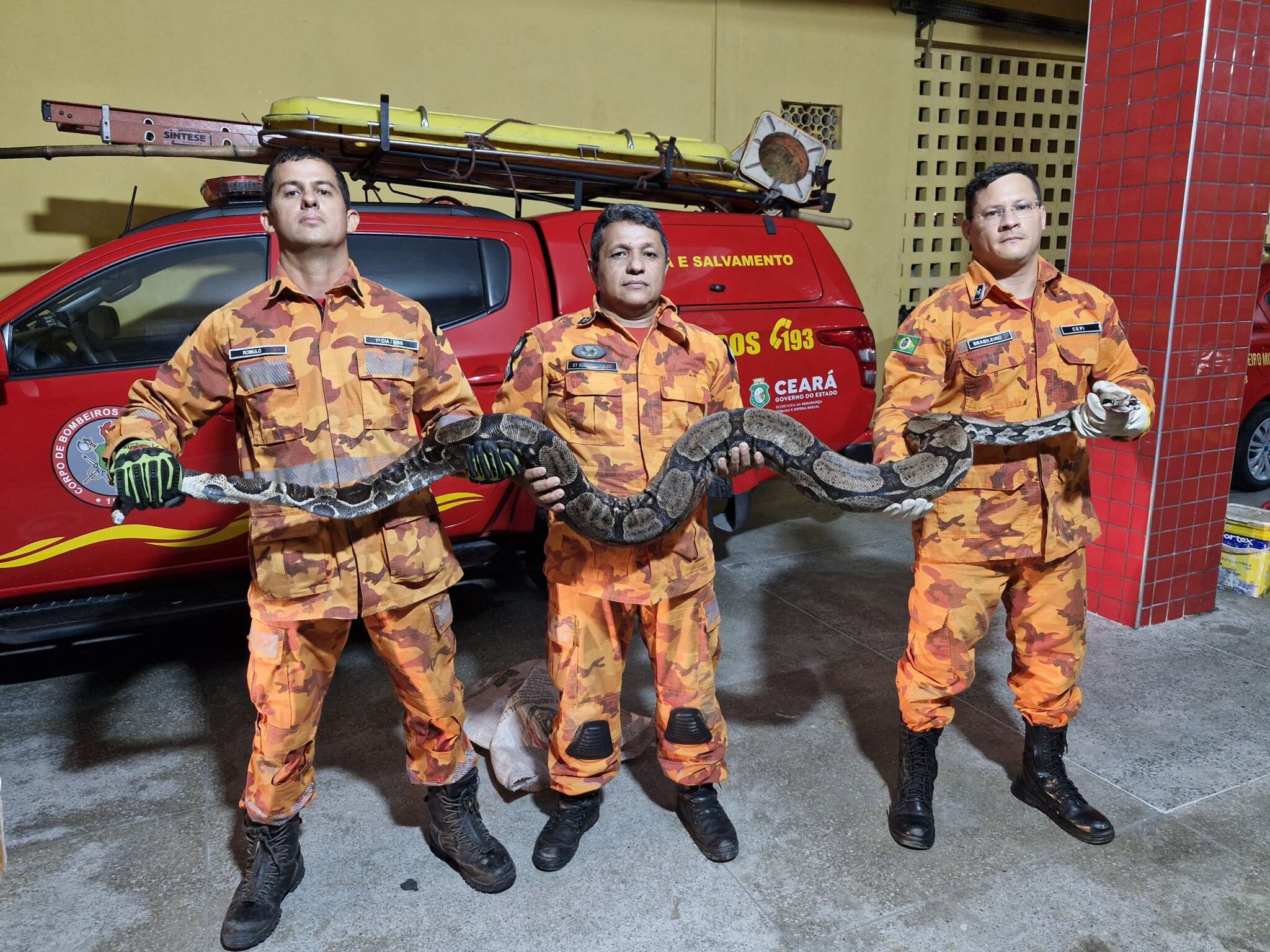 Corpo de Bombeiros realiza quase 6 mil resgates de animais no primeiro semestre de 2025