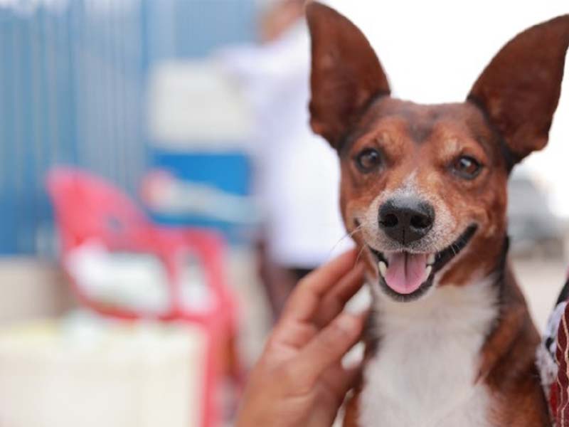 Pet Móvel realizará atendimentos gratuitos em Juazeiro do Norte