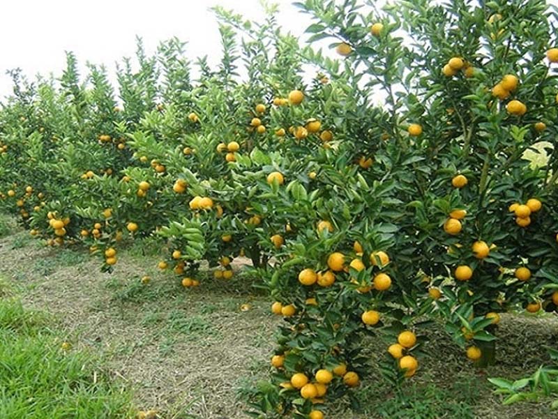 Governo negocia socorro a afetados por tarifaço no agro