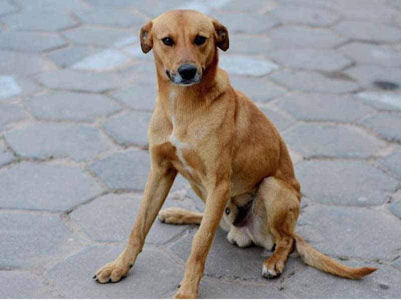 Vira-latas são os cães e gatos preferidos do Brasil, aponta o PetCenso 2025