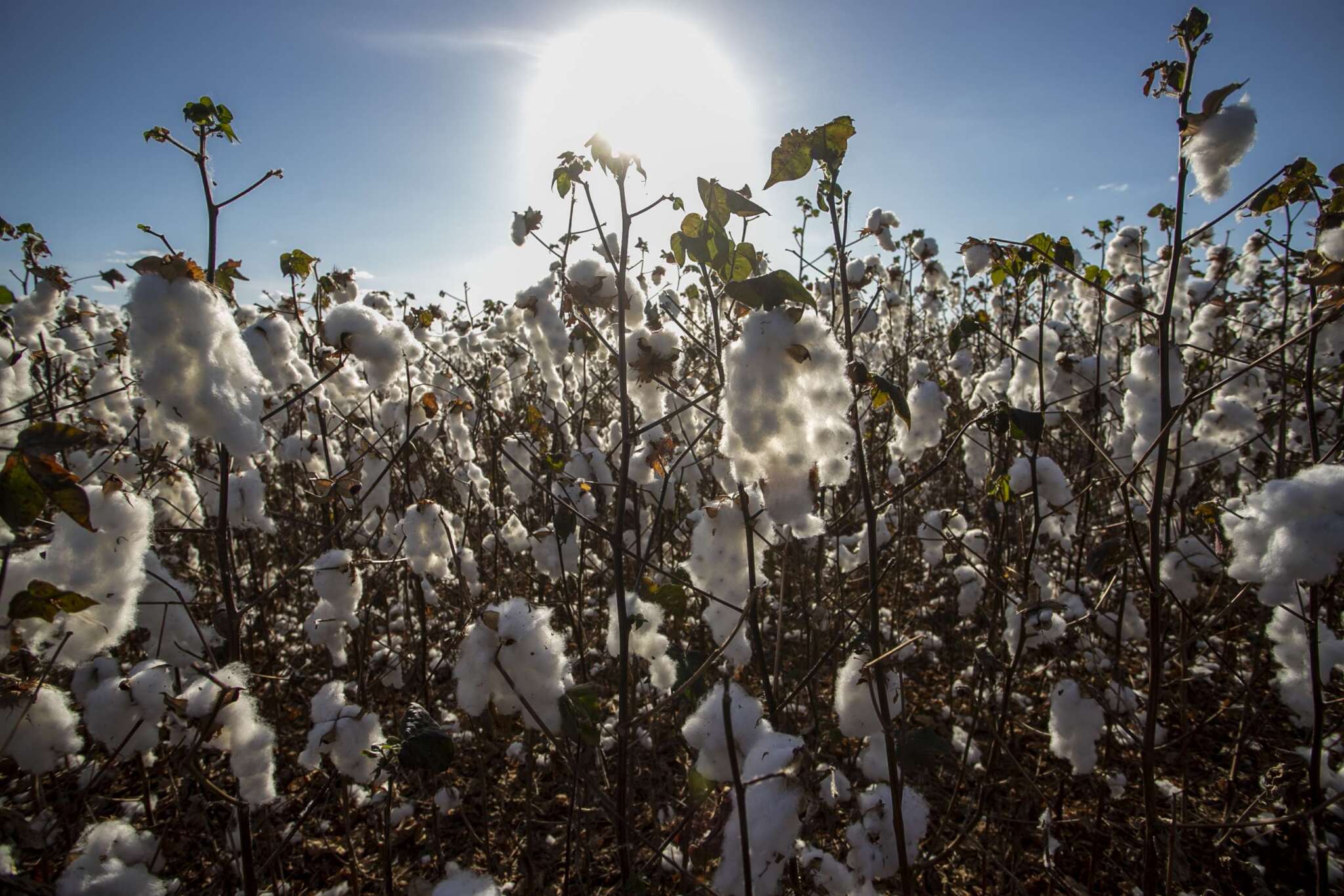 Ouro Branco: programa do Governo do Estado vai impulsionar a produção de algodão no Ceará