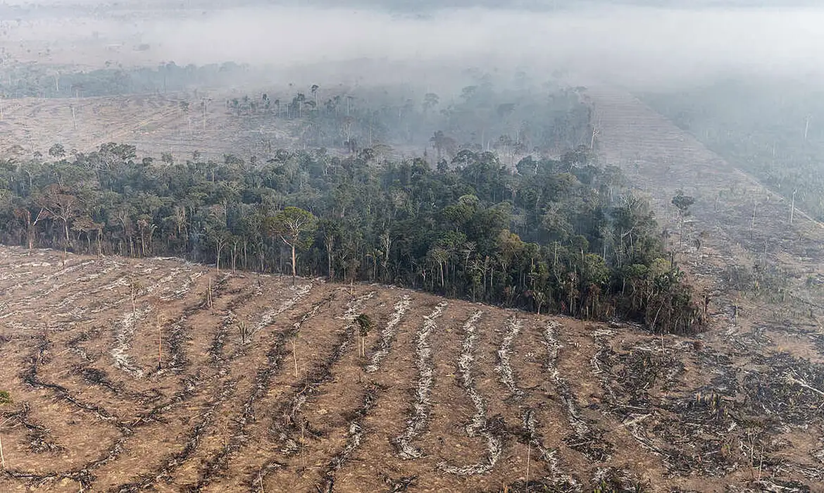 Apenas 7% de ações judiciais de grilagem na Amazônia têm condenação