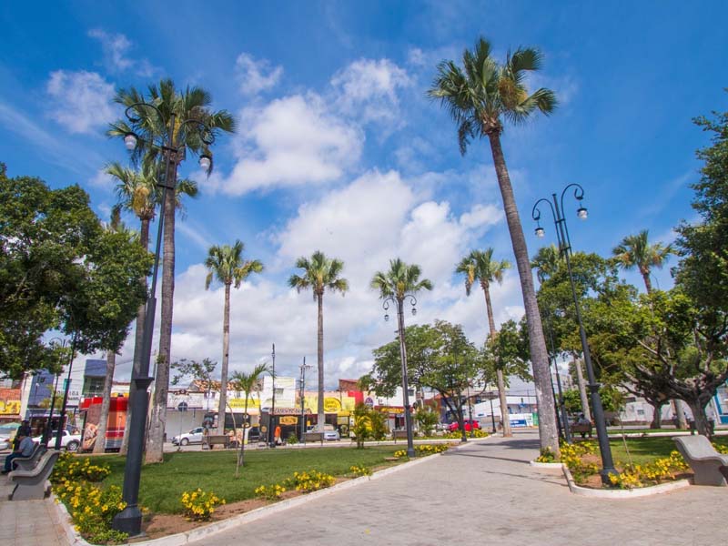 Juazeiro do Norte inicia projeto de arborização e paisagismo em espaços públicos